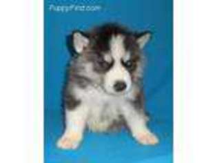 Siberian Husky Puppy for sale in Foxworth, MS, USA