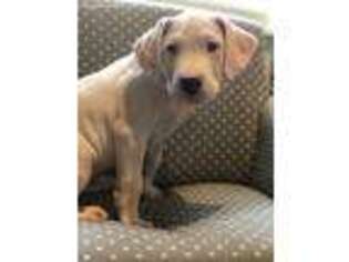 Dogo Argentino Puppy for sale in Felton, DE, USA