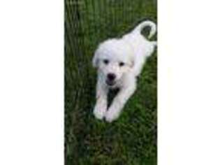 Great Pyrenees Puppy for sale in Clarinda, IA, USA