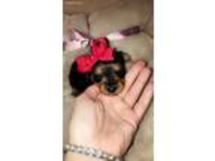 Yorkshire Terrier Puppy for sale in Fairfield Bay, AR, USA