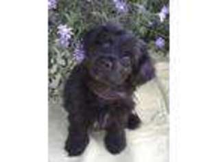Havanese Puppy for sale in NORCO, CA, USA
