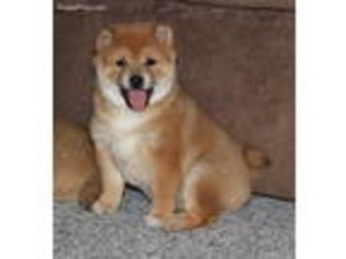 Shiba Inu Puppy for sale in Wellman, IA, USA
