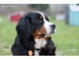Bernese Mountain Dog Puppy for sale in Elm Mott, TX, USA