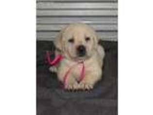 Labrador Retriever Puppy for sale in Saint Jo, TX, USA