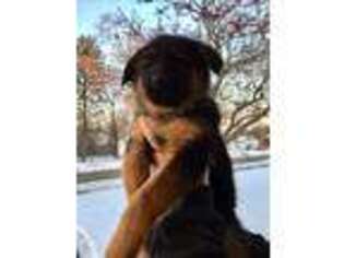 German Shepherd Dog Puppy for sale in Greenville, MI, USA