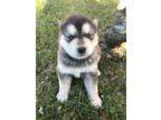 Alaskan Malamute Puppy for sale in Mayslick, KY, USA