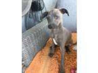 Italian Greyhound Puppy for sale in San Diego, CA, USA