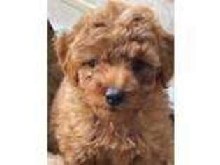 Mutt Puppy for sale in Iron Mountain, MI, USA