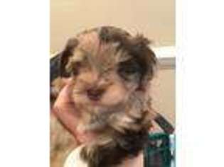 Mutt Puppy for sale in Ridgeville, SC, USA