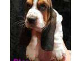 Basset Hound Puppy for sale in Bakersfield, CA, USA