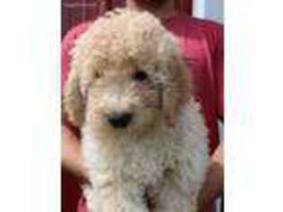 Goldendoodle Puppy for sale in Diamond, MO, USA