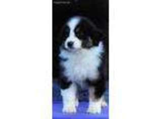 Australian Shepherd Puppy for sale in Fort Smith, AR, USA