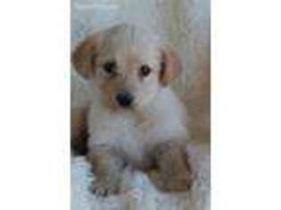Labradoodle Puppy for sale in Itasca, TX, USA