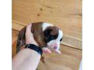 Boxer Puppy for sale in Glenfield, NY, USA