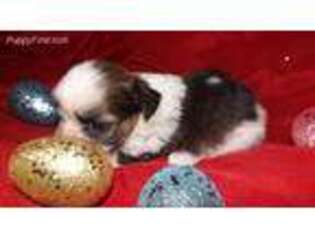 Biewer Terrier Puppy for sale in Albertville, AL, USA