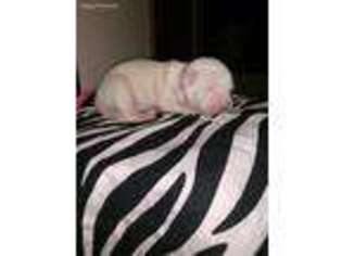 Dogo Argentino Puppy for sale in Stilwell, OK, USA