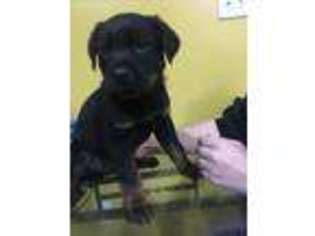 Rottweiler Puppy for sale in Port Jervis, NY, USA