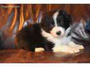 Border Collie Puppy for sale in Robbinston, ME, USA