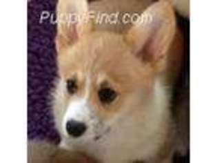 Pembroke Welsh Corgi Puppy for sale in Stockton, NJ, USA