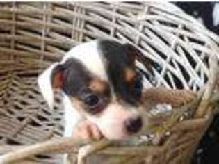 Jack Russell Terrier Puppy for sale in New Waverly, TX, USA