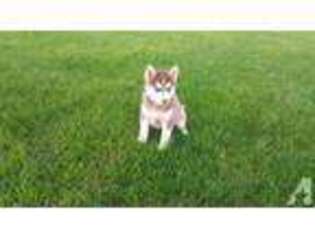 Siberian Husky Puppy for sale in WOODBURN, IN, USA