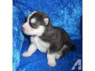 Siberian Husky Puppy for sale in TACOMA, WA, USA