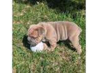 Olde English Bulldogge Puppy for sale in Orleans, NE, USA