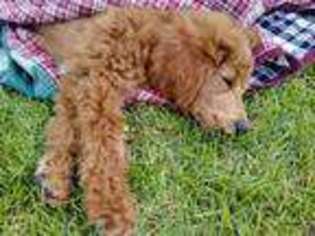Mutt Puppy for sale in Fruitland, ID, USA