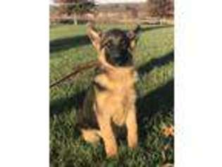 German Shepherd Dog Puppy for sale in Chillicothe, MO, USA