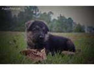German Shepherd Dog Puppy for sale in Wagener, SC, USA