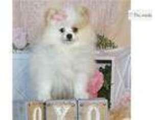 Pomeranian Puppy for sale in Fort Wayne, IN, USA