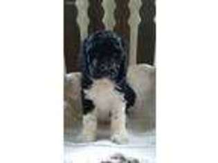 Mutt Puppy for sale in Hebron, IN, USA