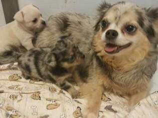 Chihuahua Puppy for sale in Bovey, MN, USA