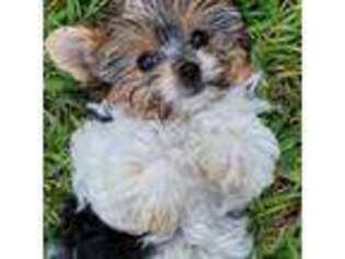 Biewer Terrier Puppy for sale in Leander, TX, USA