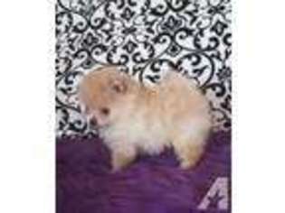 Pomeranian Puppy for sale in GRAHAM, WA, USA