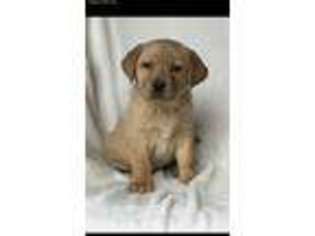 Labrador Retriever Puppy for sale in Shreve, OH, USA