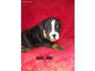 Bulldog Puppy for sale in Seaman, OH, USA