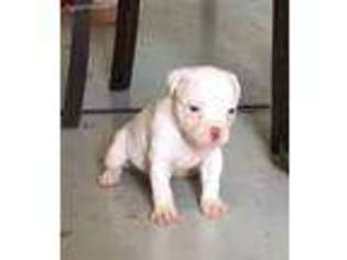American Bulldog Puppy for sale in Bowling Green, KY, USA