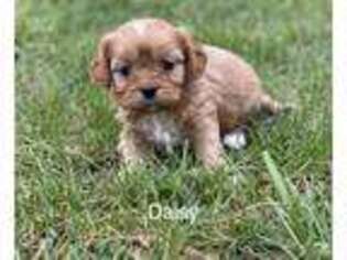 Cavalier King Charles Spaniel Puppy for sale in Dobson, NC, USA
