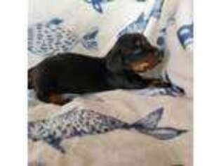 Dachshund Puppy for sale in Torrance, CA, USA