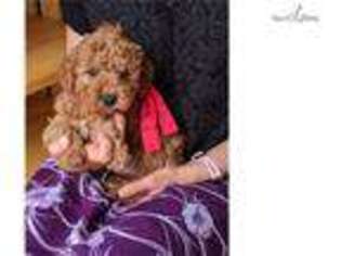 Goldendoodle Puppy for sale in Allentown, PA, USA