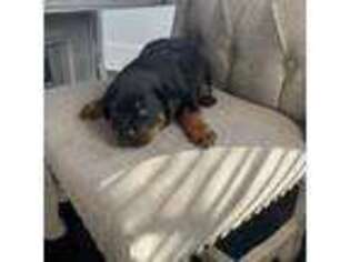 Rottweiler Puppy for sale in Kennesaw, GA, USA
