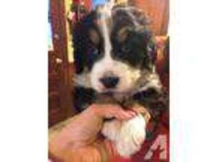 Bernese Mountain Dog Puppy for sale in MONTGOMERY, MA, USA