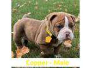 Olde English Bulldogge Puppy for sale in Brainerd, MN, USA