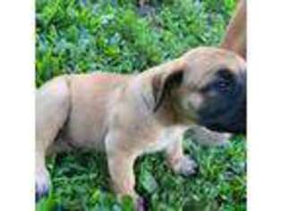Boerboel Puppy for sale in Ridge, NY, USA