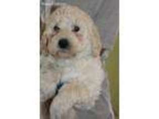 Labradoodle Puppy for sale in Lena, WI, USA