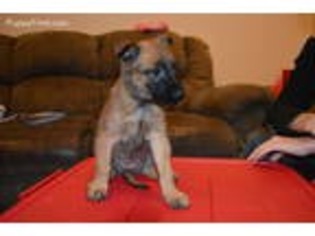 Belgian Malinois Puppy for sale in Monett, MO, USA