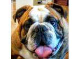 Bulldog Puppy for sale in Kent, OH, USA