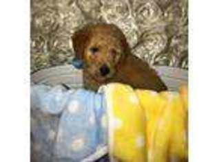 Goldendoodle Puppy for sale in Beaumont, TX, USA