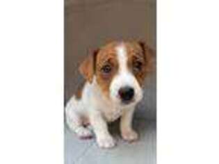 Jack Russell Terrier Puppy for sale in Port Washington, NY, USA